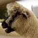 Baa